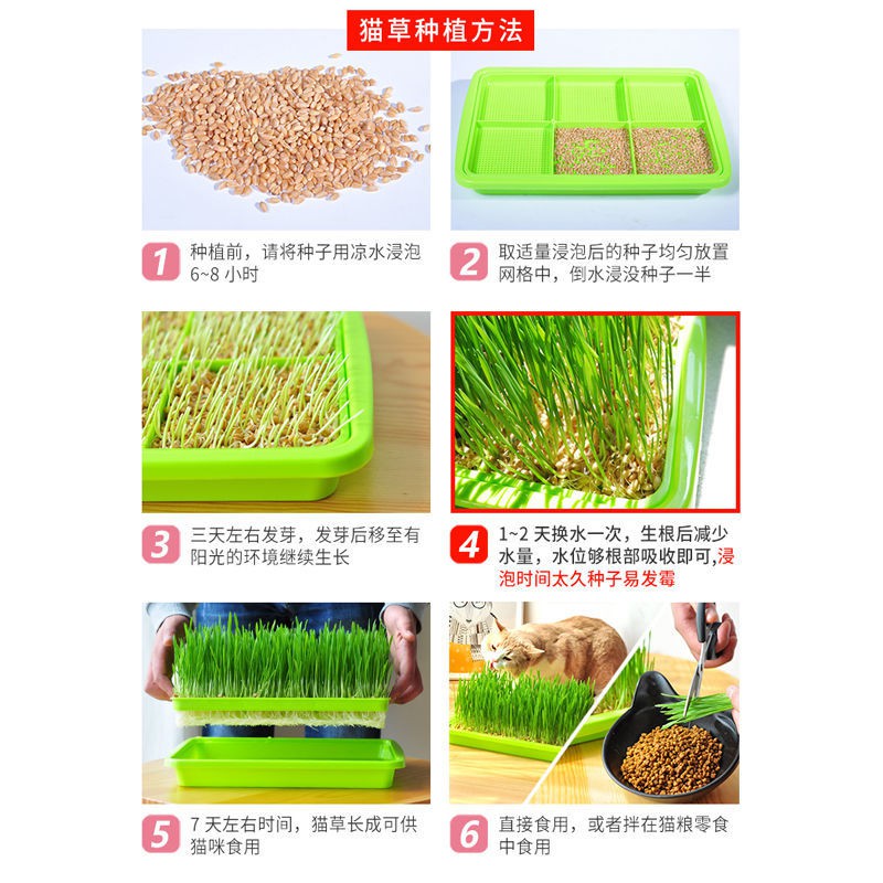 水培貓草水培器水培皿無土貓草無土栽培貓草diy 貓草貓草種植小麥草大麥草貓草組合包