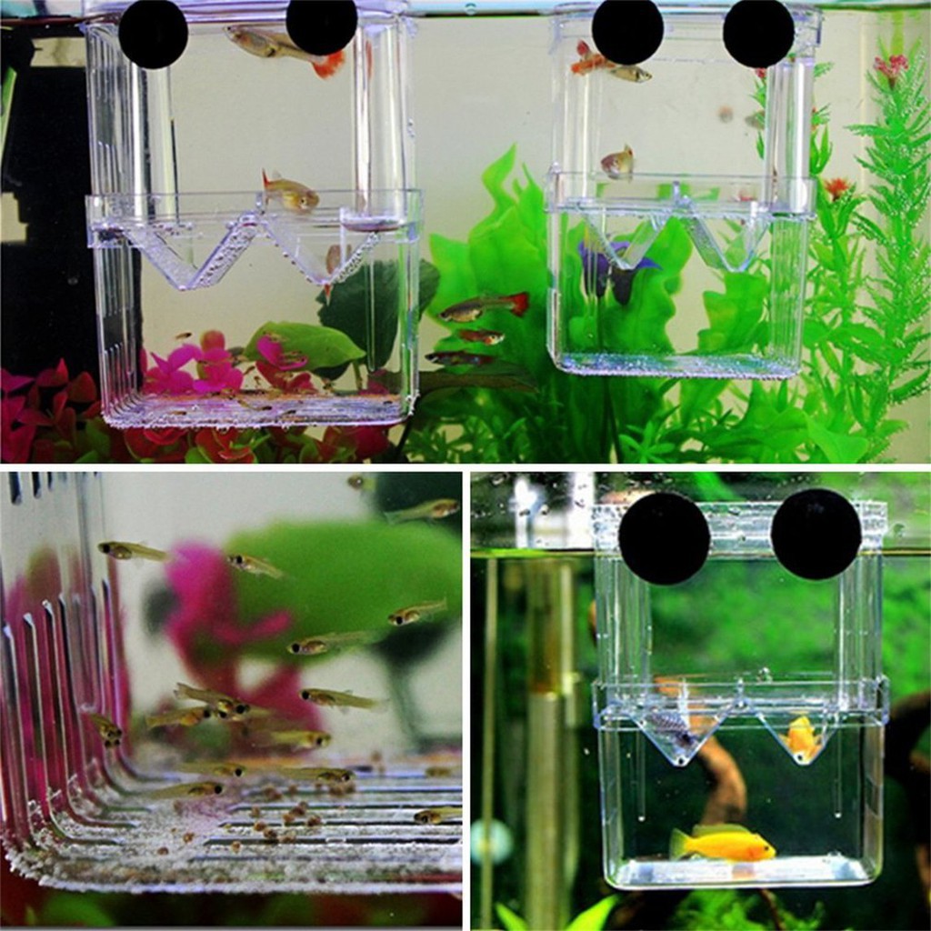 新寶樂百貨 Jbv ﾟ魚類繁殖隔離掛水族用品孵化箱箱隔離箱魚產房保育水族箱自浮式金魚魚仔幼魚卵孵化器孔雀魚觀賞箱