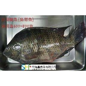 海鮮7 11 台灣鯛魚 吳郭魚 殺清後600 800克細嫩鮮甜的肉質 每隻110元 蝦皮購物
