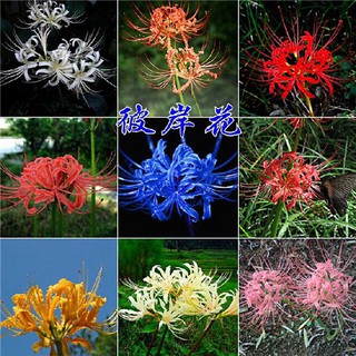 彼岸花球根曼珠沙華種球彼岸花種子99 發芽率限時搶購 蝦皮購物
