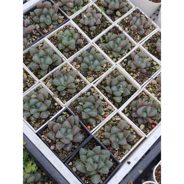 巨大赤線 多肉植物玉露百合科阿福花科 蝦皮購物