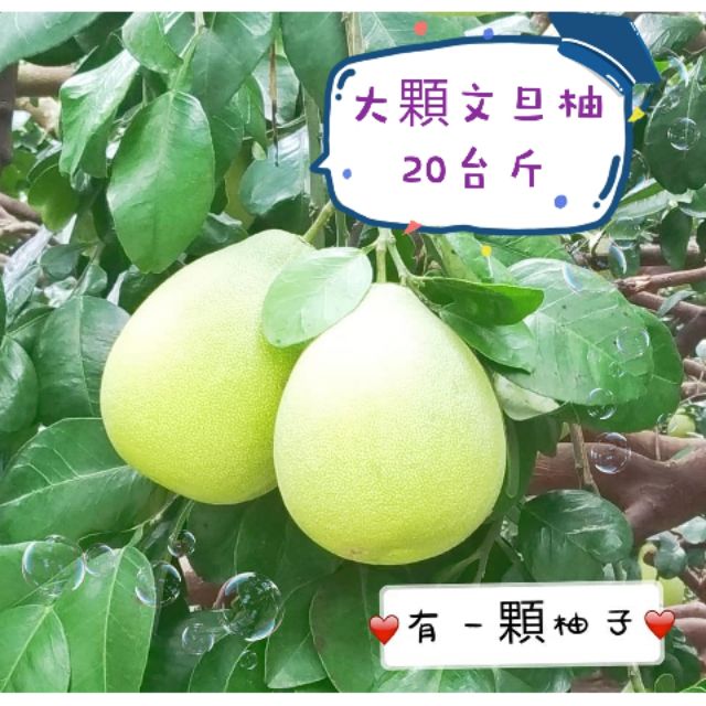♡預購♡ 2023麻豆文旦 大顆文旦柚 20台斤 45年老欉文旦 自產自售 免運費 有一顆柚子