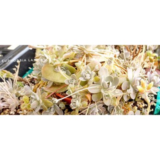 子持蓮華的價格推薦 21年4月 比價撿便宜