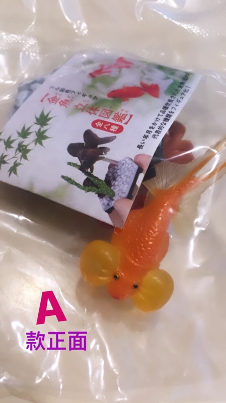 金魚立體圖鑑金魚水族館觀賞魚珍珠鱗蘭壽丹頂出目金寵物魚擬真轉蛋扭蛋非海洋堂奇譚原色 蝦皮購物