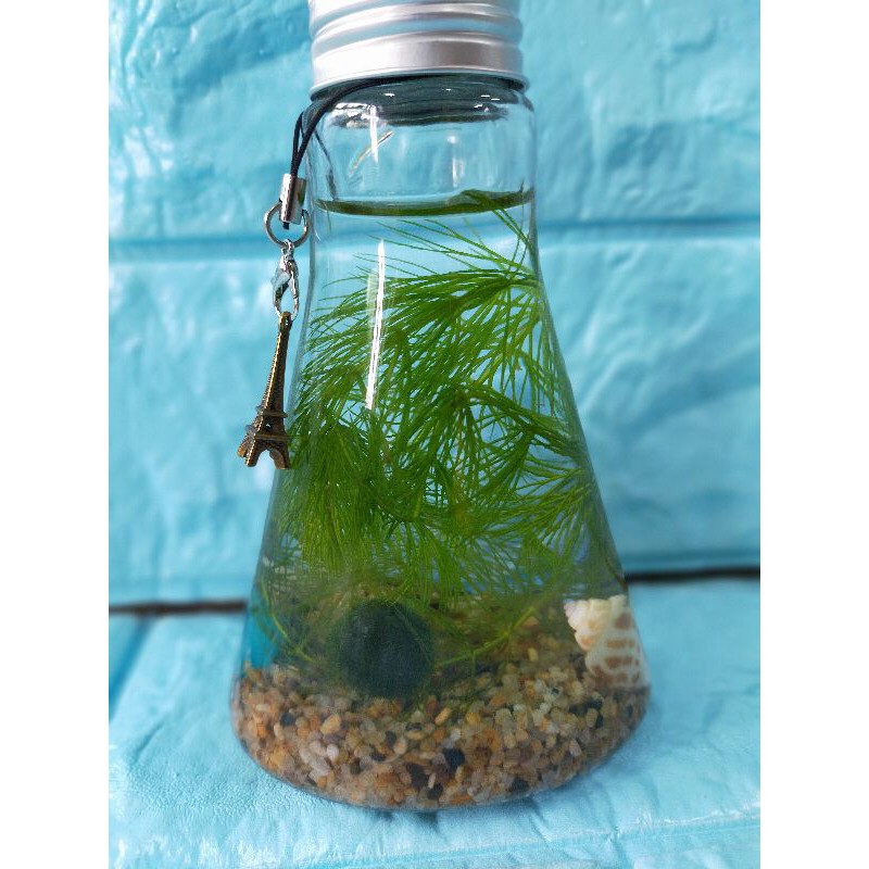 Diy 水草瓶吊飾手工藝飾品手機掛繩鑰匙圈包包掛繩吊飾 蝦皮購物