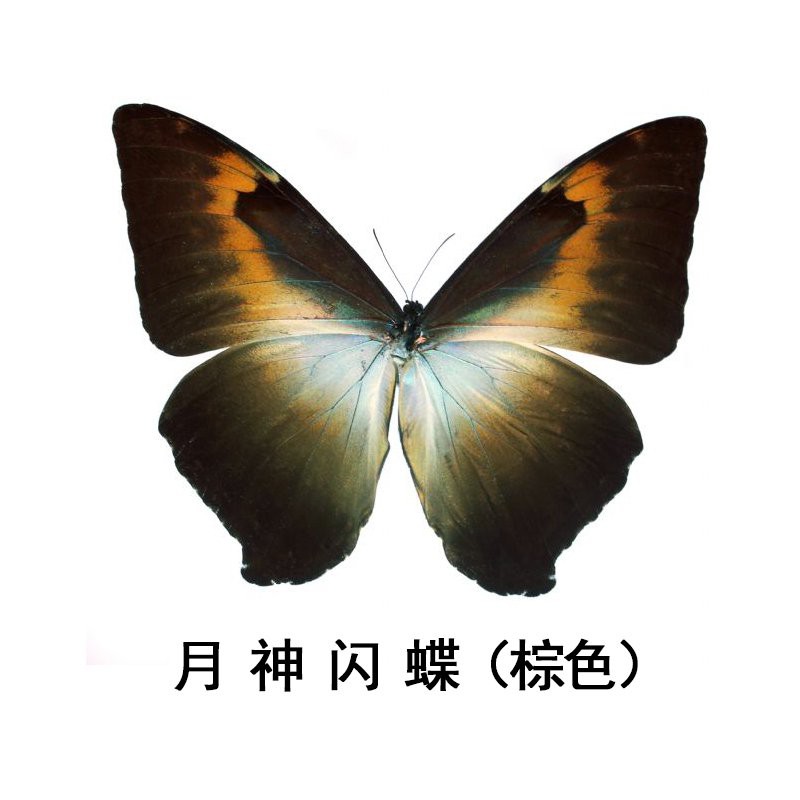 熱銷 閃蝶標本morpho Cisseis Brown月神閃蝶棕色型蝴蝶標本真蝴蝶標本 蝦皮購物