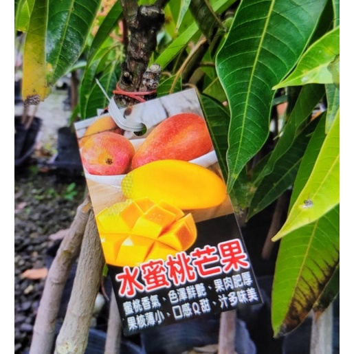 花囍園_水果苗--水蜜桃芒果--淡淡的水蜜桃香氣~籽小薄/4.5吋高約40-50cm(無法超取)