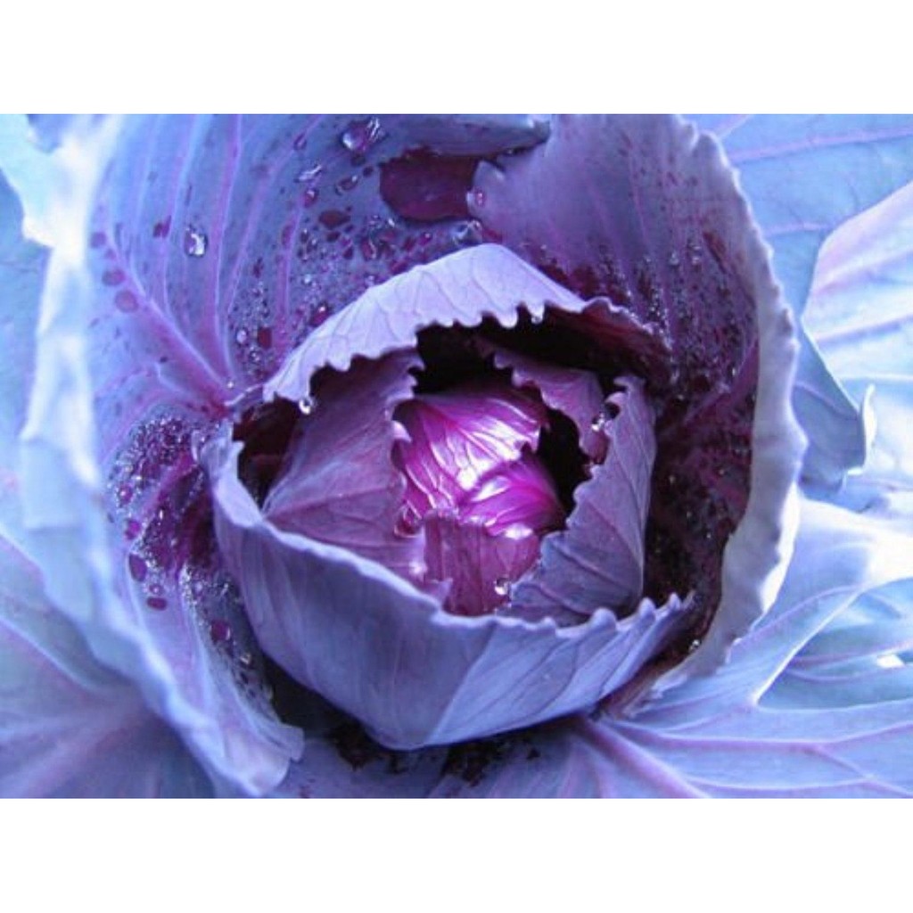 貝蘿香草花園 精選種子  紫色高麗菜  種子 高發芽率