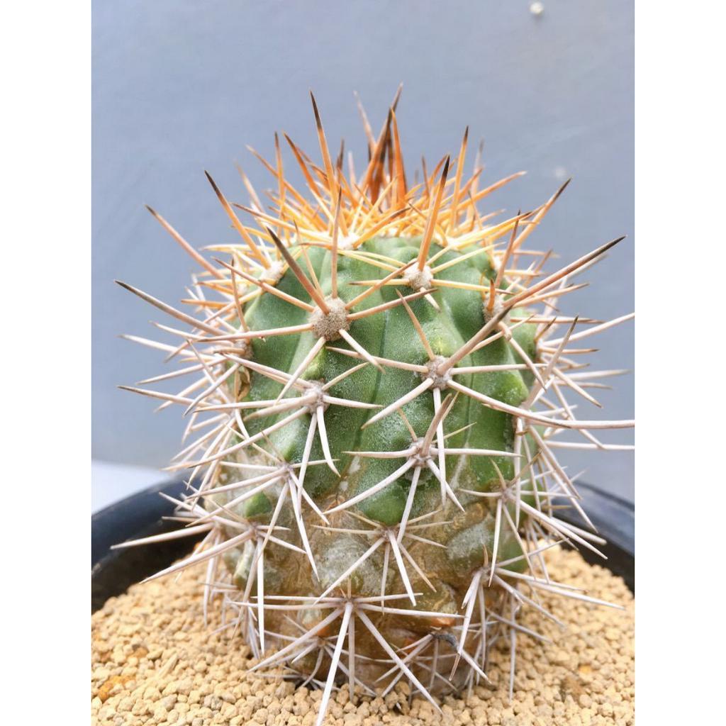 【大利叔叔】 龍爪玉 x 龍鬚玉 交種 Copiapoa baderii 種子 龍爪球屬 仙人掌 夏型種 塊根 多肉植物