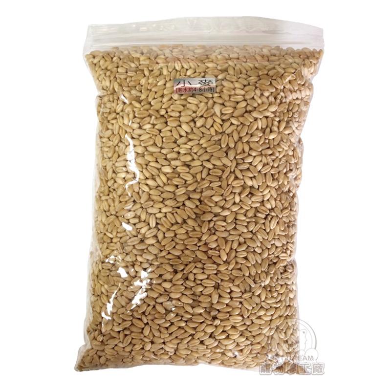 【600g】貓草小麥種子 澳洲製造 園藝小麥種子 貓草 貓草盆栽種子 貓草種子 小麥種子