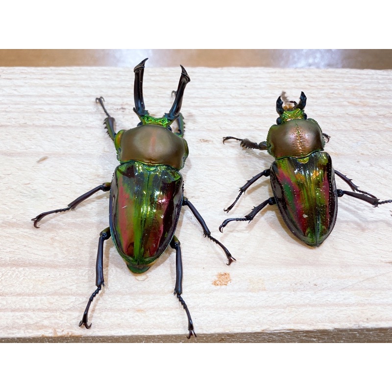 ［出清現貨］琉璃彩虹鍬形蟲 對蟲 自動模型 可動模型
