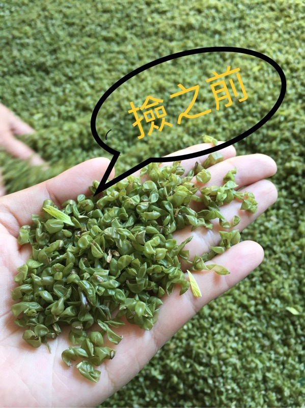 南台灣 手工日曬 自產自銷 預購中 天然綠豆殼枕頭 蝦皮購物