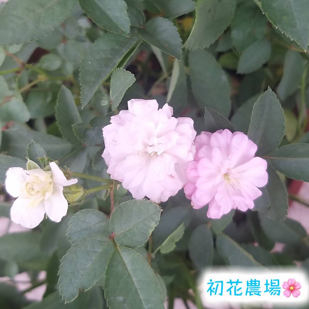 初花農場2店 天使薔薇 5吋盆 觀花植物 定價140特價1 蝦皮購物