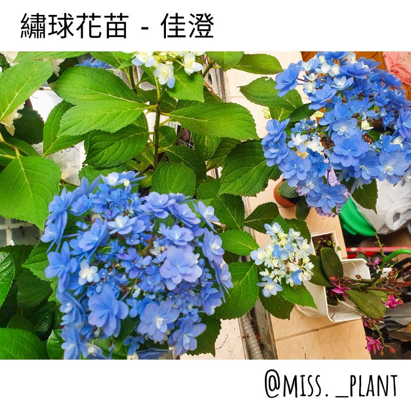 佳澄繡球的價格推薦 22年9月 比價比個夠biggo