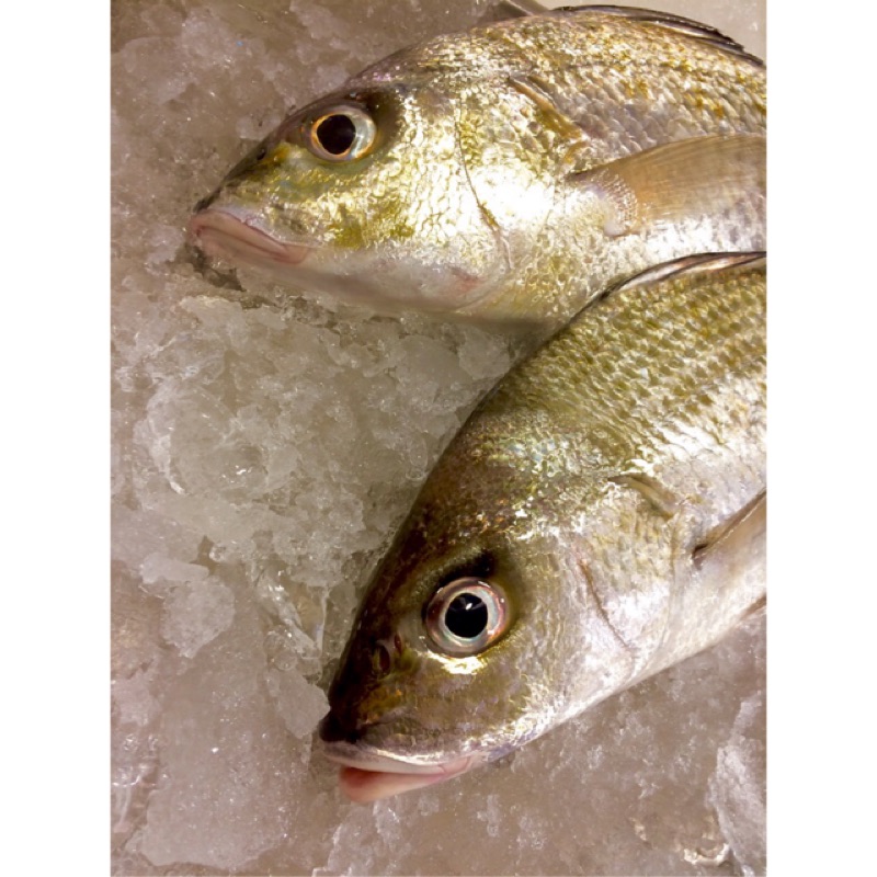魚門 野生石鱸魚 厚鱸 石鯽仔 萬用料理王 簡單料理 新鮮美味 蝦皮購物
