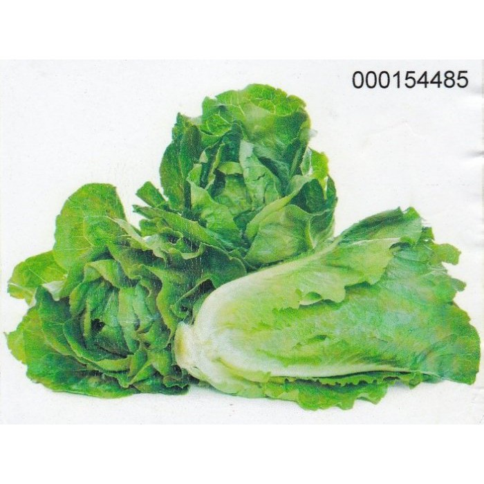 美生菜 進口 500g 10 一點利蔬果批發