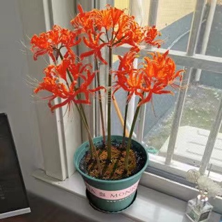 台灣出貨彼岸花種球十顆曼珠沙華石蒜種子花卉陽台室內盆栽綠植曼陀羅球根 蝦皮購物