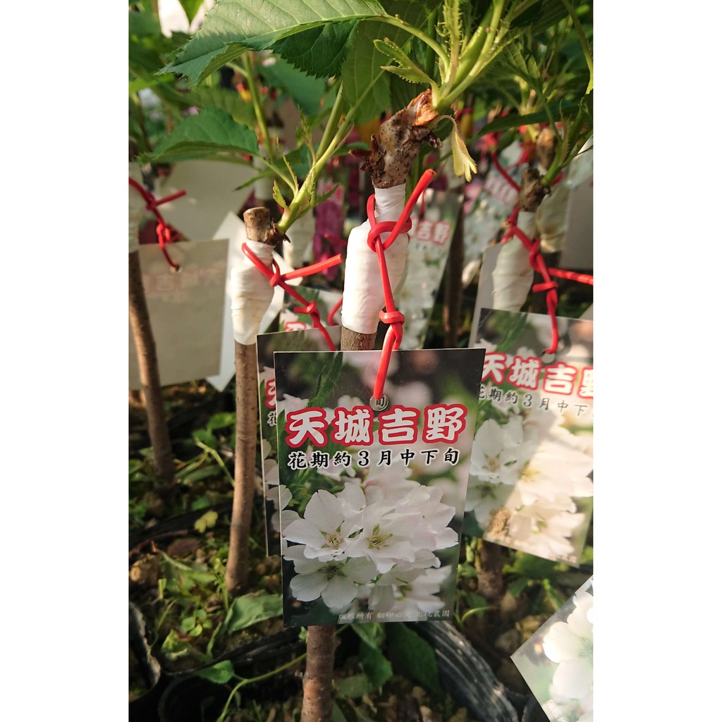 櫻花苗 天城吉野櫻 花森林植物的家 蝦皮購物