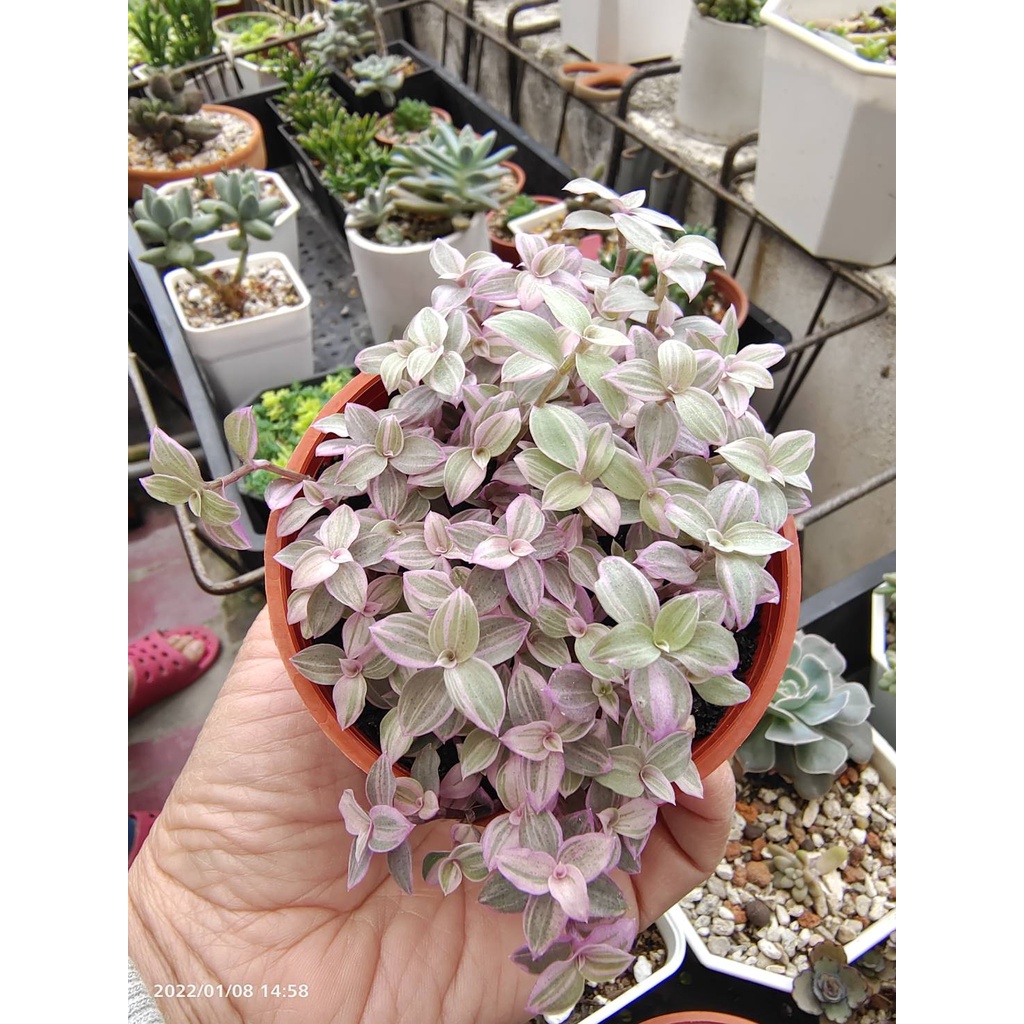❤我愛肉肉❤多肉 植物-胭脂雲 3寸盆栽 3盆100元