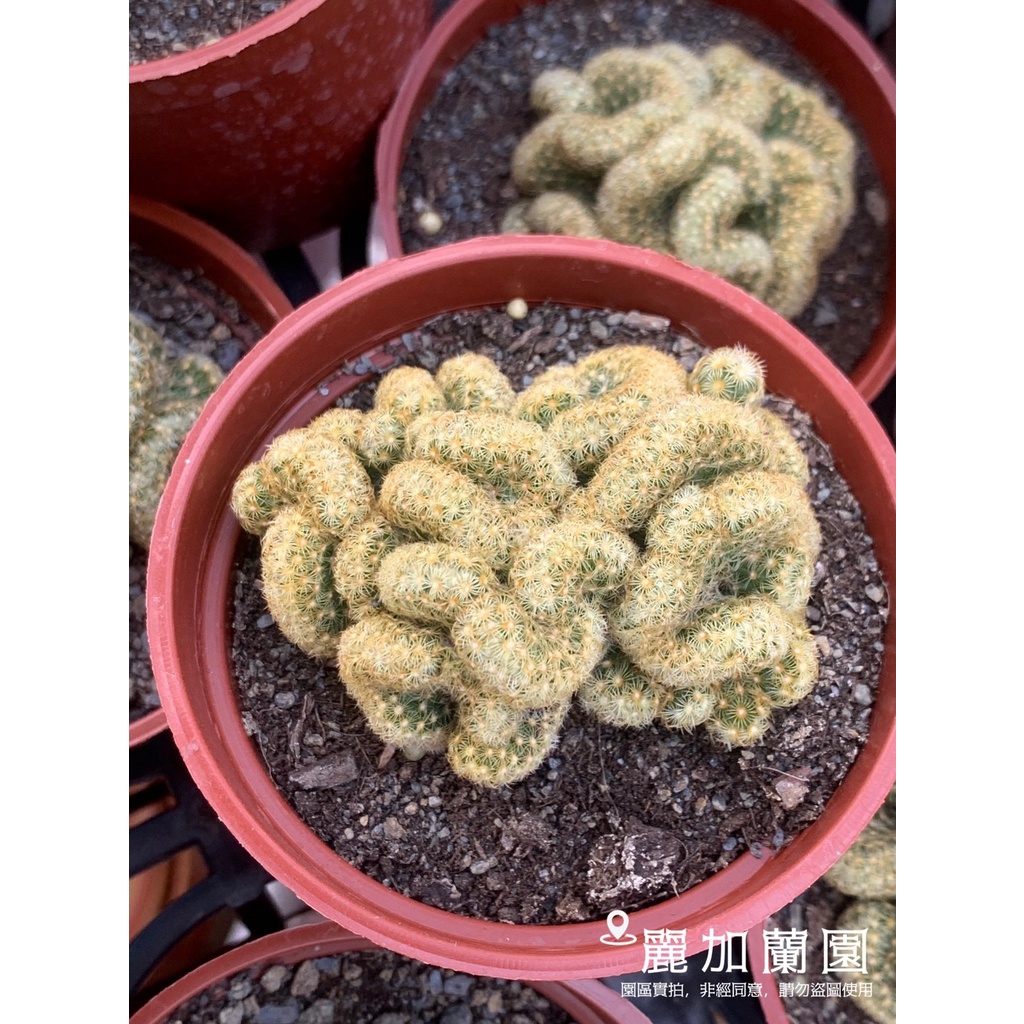 麗加 多肉植物 黃金司綴化 金手指綴化 仙人掌 仙人掌綴化 像大腦 大便的可愛仙人掌 蝦皮購物