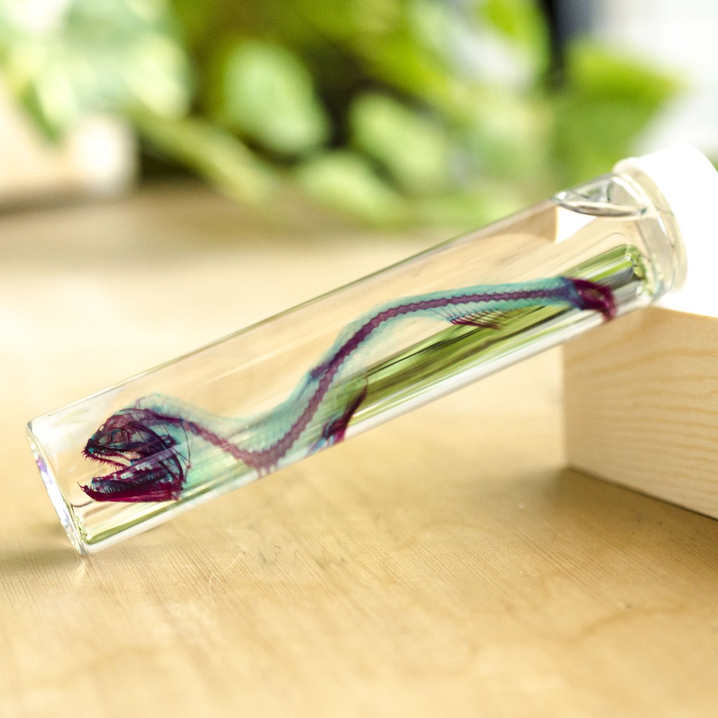 价格从 1 299 33 透明生物標本你是唯一兩用項鍊透明標本透明魚骨骼標本科 Best Price Products