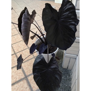 稀有白雀芋colocasia Elepaio Milky Way 根性ok斑葉穩定 蝦皮購物