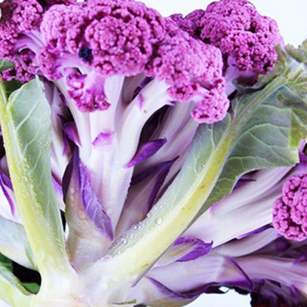 紫色花椰菜 Ptt Dcard討論與高評價網拍商品 21年9月 飛比價格