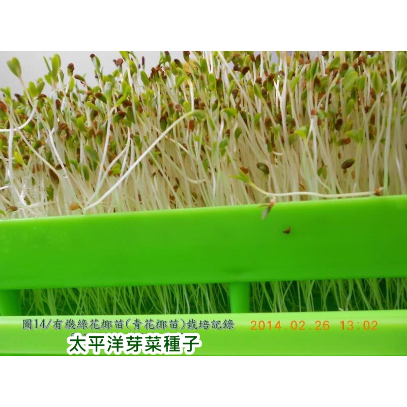 綠花椰種子 青花菜種子 紐西蘭 300g約顆 可水耕 土耕 96 高發芽率 芽菜種子 生菜種子 芽苗菜種子 蝦皮購物