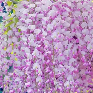 🍓台灣💋超多款 紫藤花種子 稀有品種 日本多花紫藤種子盆栽 超高產 發芽率99%