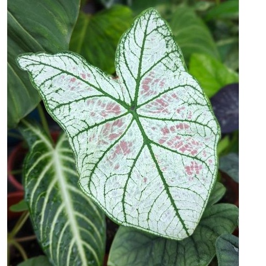 開心農元-觀葉植物- 白色聖誕 彩葉芋 熱門 IG 網紅 文青必備 雨林植物