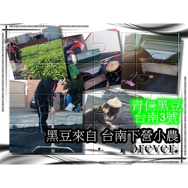 菊花黑豆茶台南3號青仁黑豆水黑豆水安妮黑豆黑豆茶養生茶包茶包 蝦皮購物