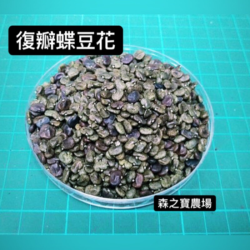 森之寶］復瓣蝶豆花 重瓣蝶豆花 種子 1粒1元