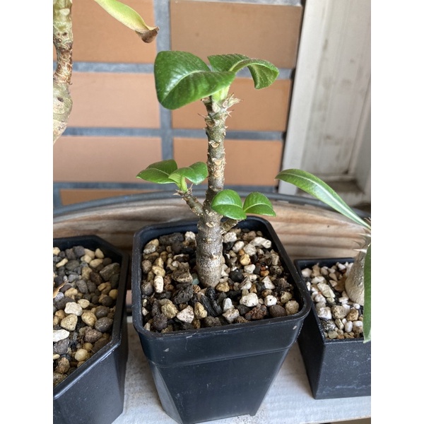 溫莎瓶幹(實生）棒槌樹屬 夏型種塊根植物 pachypodium windsorii 象牙宮