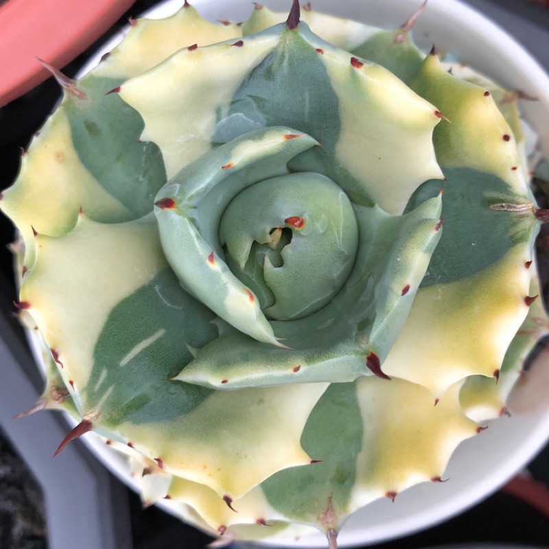 王妃雷神寬覆輪 側芽 蝦皮購物