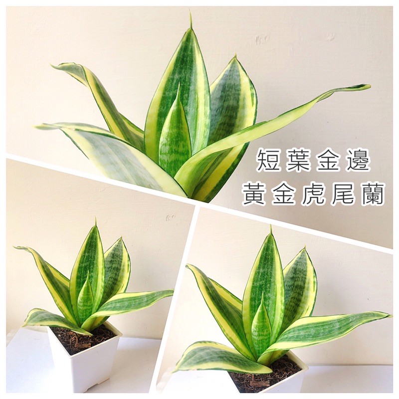 不專業種植🌱短葉金邊 黃金虎尾蘭 哈尼虎皮蘭 [ 3吋白方盆/圓盆 4吋白方盆/加高方盆(黑/白) ] 室內觀葉植物