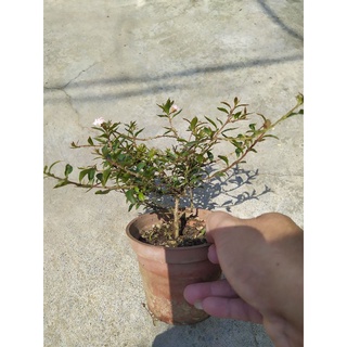 姬百日紅雙色白 粉紅 蝦皮購物