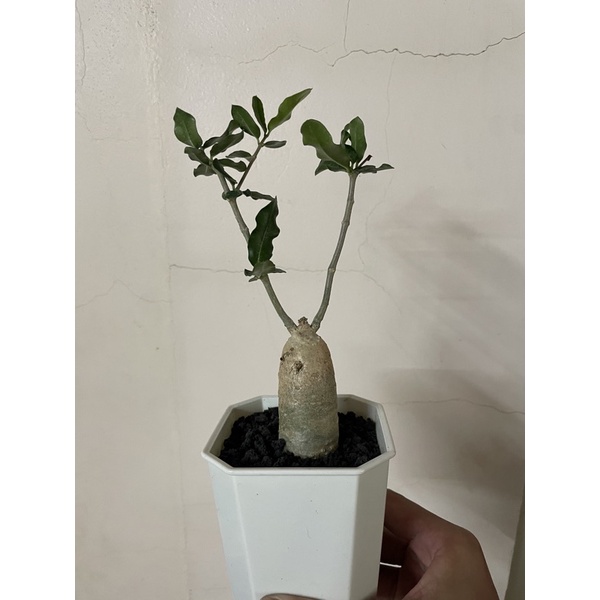 塊根植物 火星人塊根 蝦皮購物