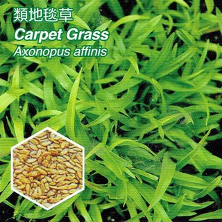 矮生類地毯草 類地毯草【草種子】澳洲進口 發芽率高 1公斤裝 (粉衣種子) 愛芬地毯草種子 耐蔭、耐踐踏、耐修剪、耐旱