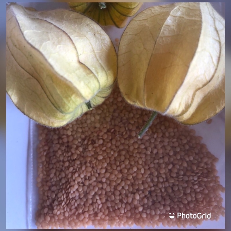 新春 燈籠果 黃金莓 種子 蝦皮購物