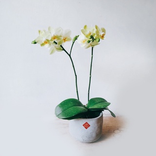 盆空間・綠精靈 蘭花 蝴蝶蘭 室內觀賞植物綠化花卉盆栽植栽 水泥盆 4.5吋盆