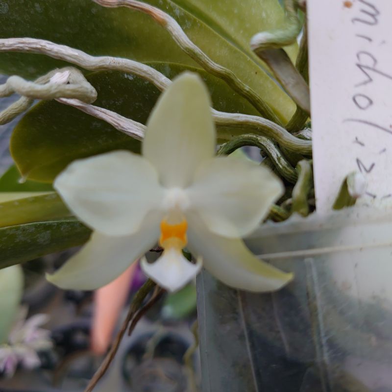 菲律賓(民達那峨) 原生種 米庫氏蝴蝶蘭 Phalaenopsis micholitzii 兄弟交 1.5吋盆