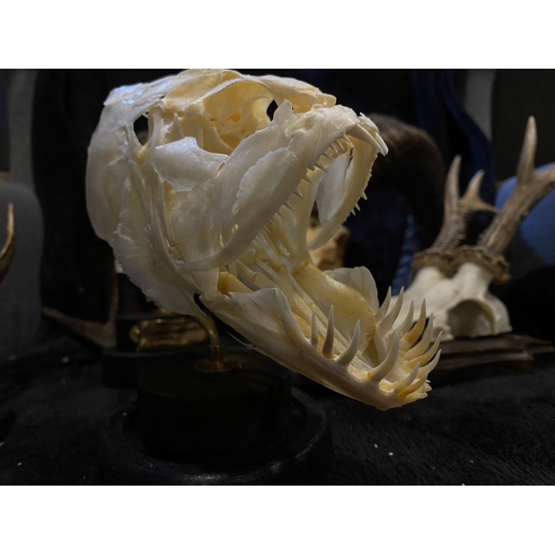 Boneholic 頭骨標本 狼鯡 蝦皮購物