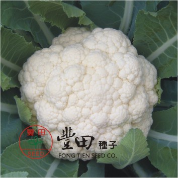 【野菜部屋~】E17 雪美早熟白花椰菜種子0.15公克 , 特耐暑雨，生長強健 , 每包16元 ~
