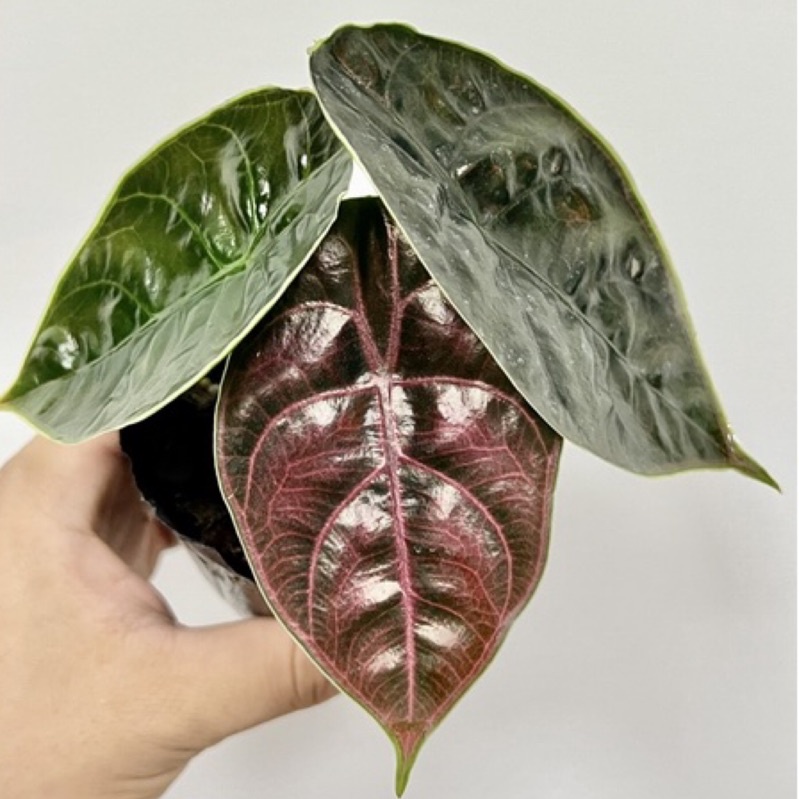汶萊之星 觀音蓮 Alocasia azlanii 雨林 觀葉 斑葉 網紅 IG 室內 植物 小李植栽