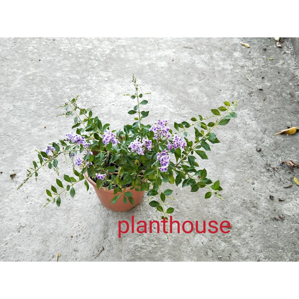 ●○植宅●○蕾絲金露花(香水金露花)●○5/6吋●○灌木植物●○