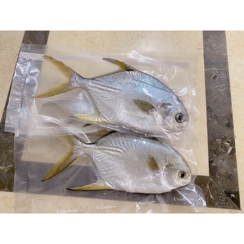 海水養殖  紅衫魚/金鯧魚