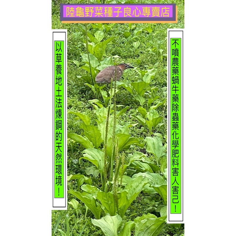 孵給你看 陸龜聖品車前草種子車前草種子1公克50元 蝦皮購物