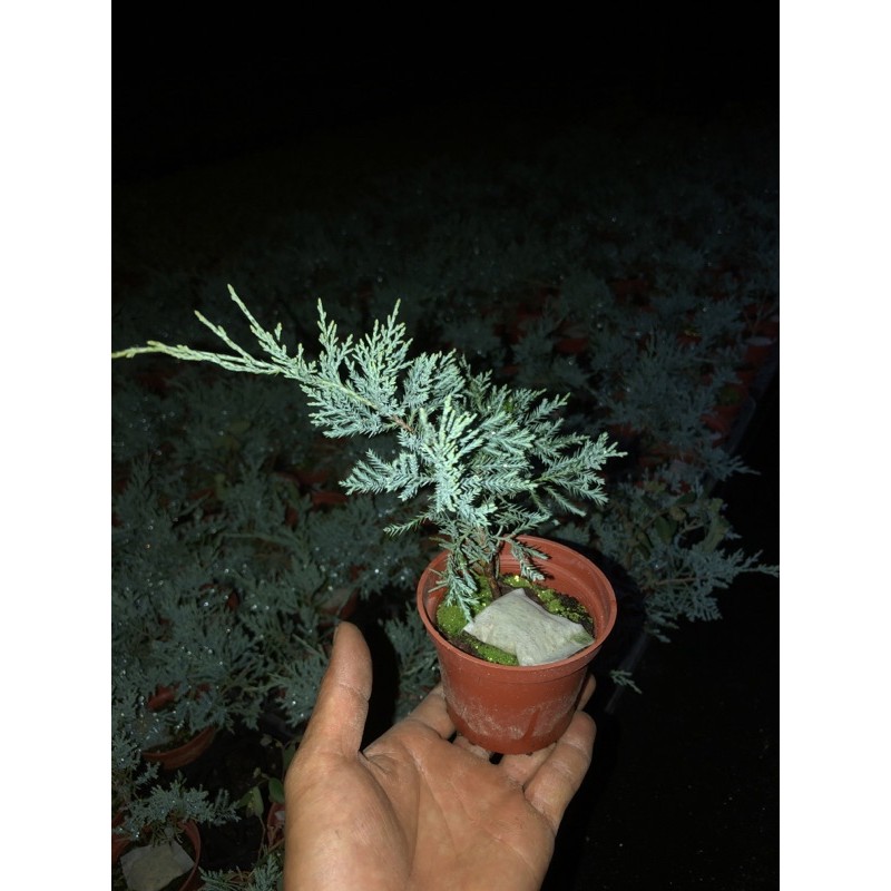 綠之源-3吋銀真柏 松柏 園藝 盆栽 花卉 綠植