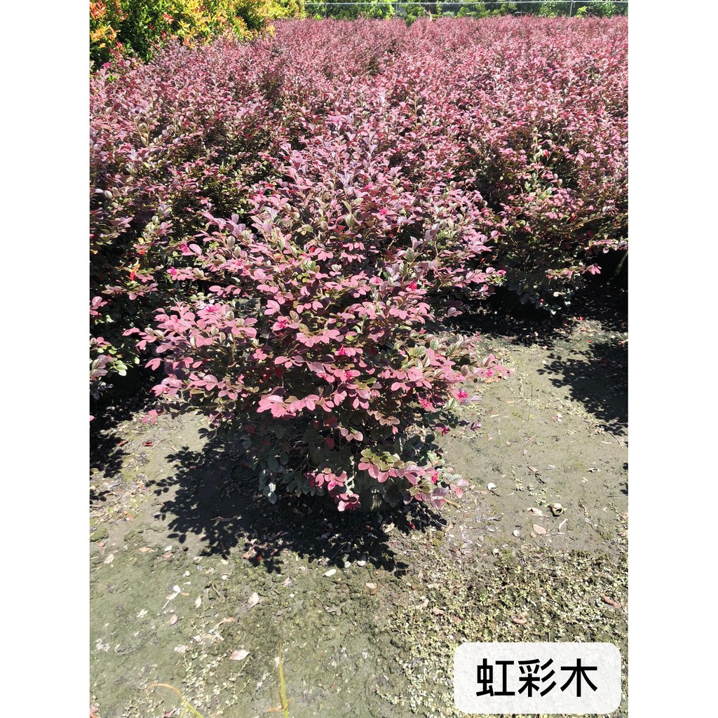 伴日園藝-紅彩木 庭園用樹