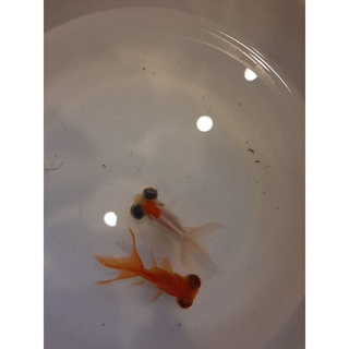 宏海 飼料 活餌 金魚 獅頭 琉金 紅帽 黑牡丹 黑蝶尾 蘭壽 珠鱗 龍睛 蝦皮購物